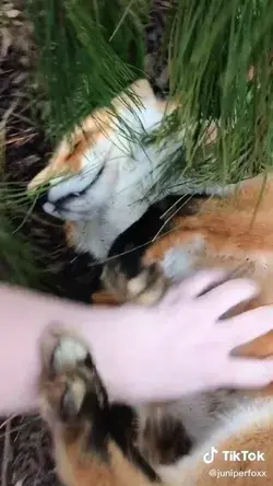 🥰🦊