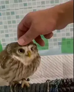 Awesome Owl baby, It is very active.🦉🦉🦉❤❤❤