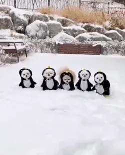 cute dogs walk in snow