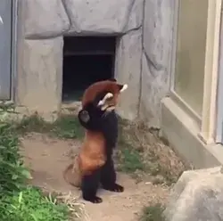 Red panda encounters a stone.