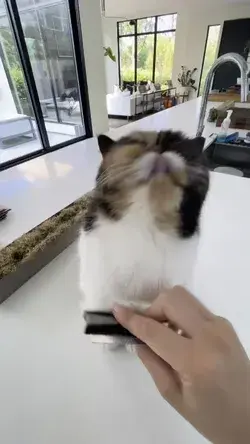 Cute Cat | Kitten Videos