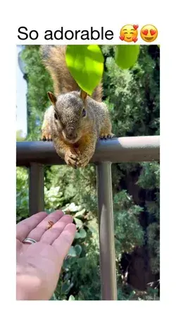 Tree squirrel having a snack while balancing on her fence