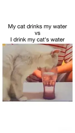 First mistake is thinking any of it is not the cat’s water