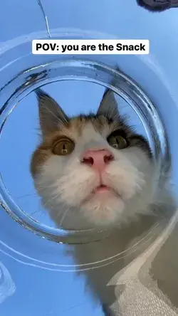 POV of the last treat in the jar 😹