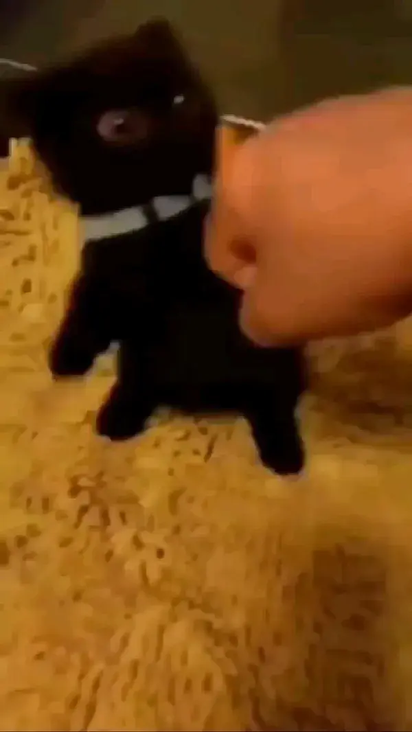 CUTE CAT LEARNING HOW TO PUNCHING😂😂