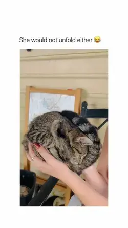 Ball of cat