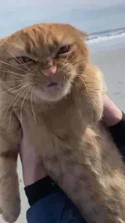 Angry cat