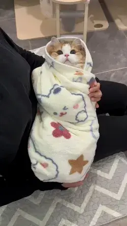 The cat really looks like a baby. It looks warm and cute.😘