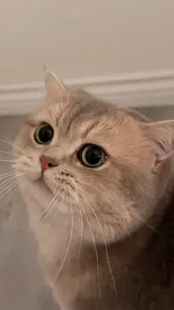 Cute Cat Funny cat | Home cat Videos