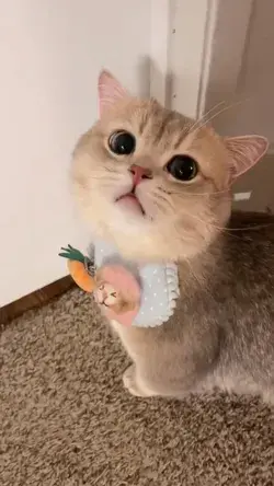 Cute Cat funny cat | cute cat videos