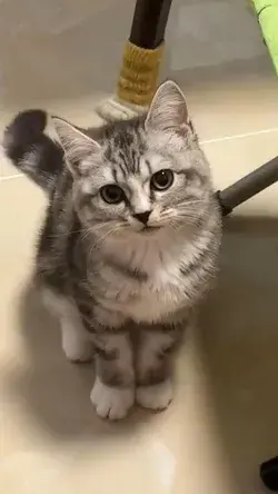 Funny and Cute Cat💚🐱