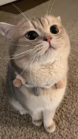 Cute Cat Funny Cat | Cute Cat videos