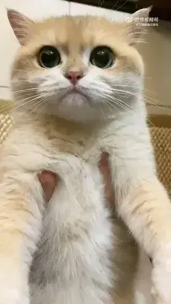 cute cat with lovely voice