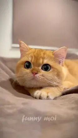 So Cute Cats Video🔥Most Trending Cat Shorts Videos - Love This Sound So Much