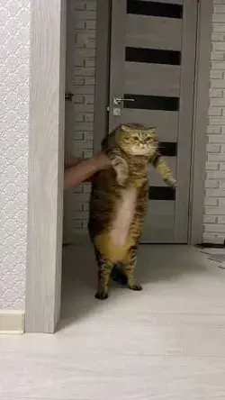 Funny Cat dancing