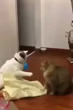 Funny Fighting | Cat Training | Cute Cat | Funny Cat