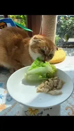 Cat fond of vegetables 😋