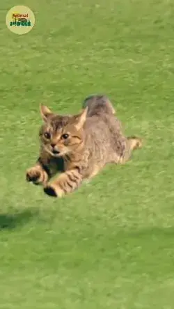 Sporty kitten 😻😘❤️