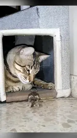 How does a cat react when a bird breaks into its den?