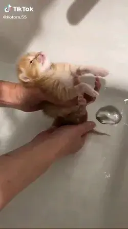 kitten enjoys being bathe credit  to 👉@Funnyanimalsvideos