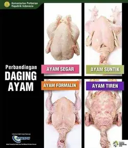 Cara memilih daging ayam