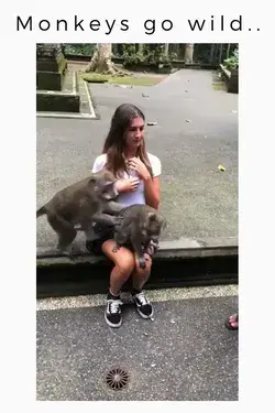 Video of two monkeys having sex on tourist's lap😍  | funny monkey | monkey see monkey do |