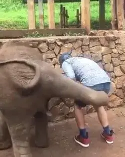 Funny video - Elephant kicked a guy in the ass