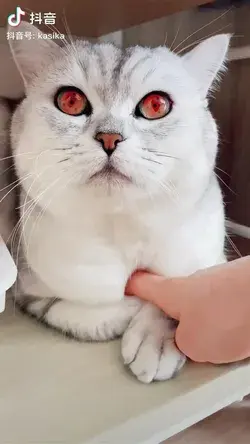 Naruto cat