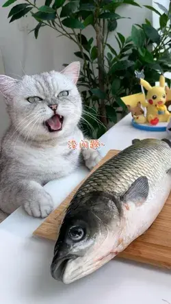 Do you like fish? | Cat memes, Cute cats and dogs, Funny cute cats