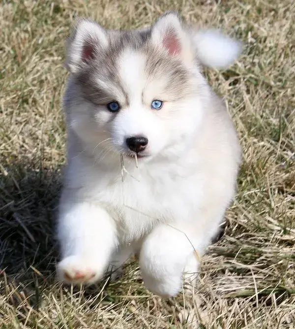 Husky Puppy