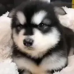 cute puppy