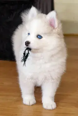 Acacia Pomsky Puppies