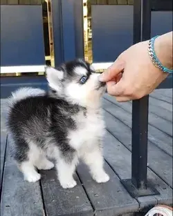 Tiny Little Huskey Puppy !