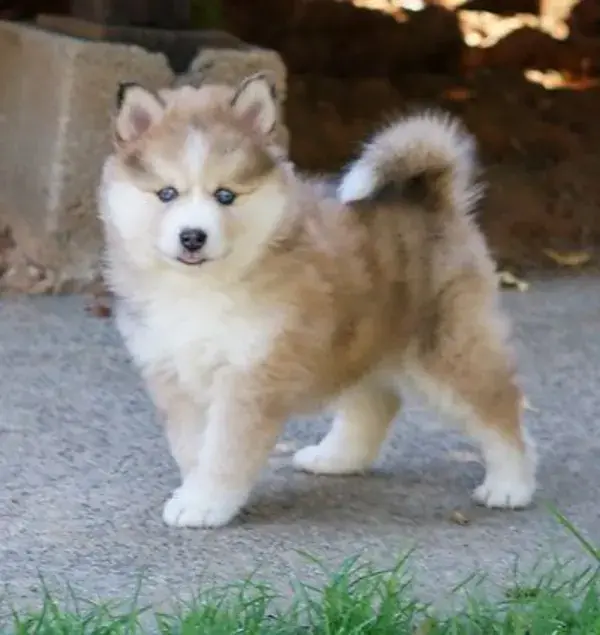 Acacia Pomsky Puppies