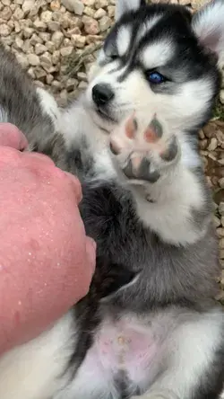 Adorable Siberian Husky belly rubs