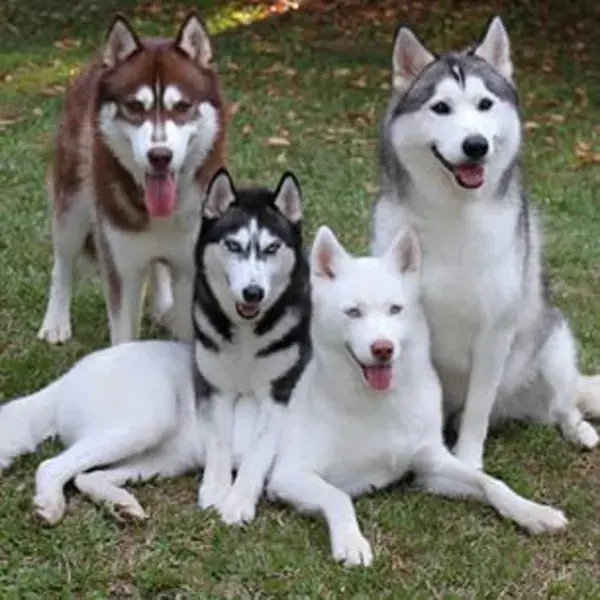 Dogs, Husky Dogs, Dogs Lovers