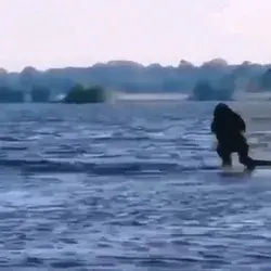 Gorilla in cold water