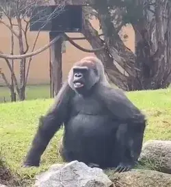 Flirt by funny Gorilla