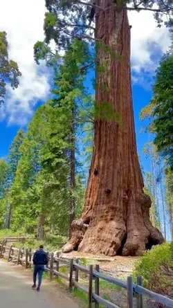 This might be the most impressive forest walk ever, at Sequoia National Park, California, USA