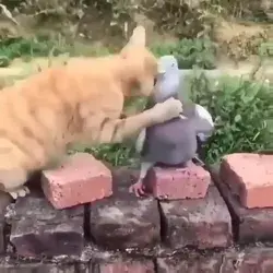 whoops cat vs pigeon