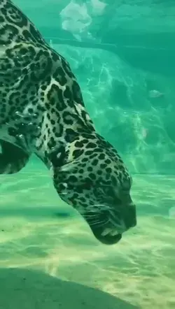 Jaguar Swimming