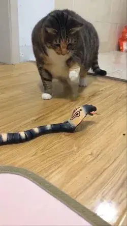 Remote Control Snake Toy For Cat