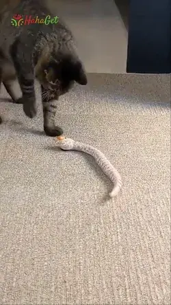Remote Control Snake Toy For Cat