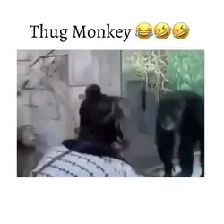 Thug Monkey