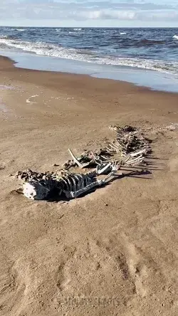 Huge mermaid skeleton found on a beach!