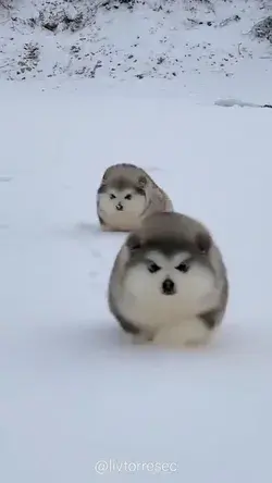 PUPPIES IN THE SNOW 😍🐶🐶