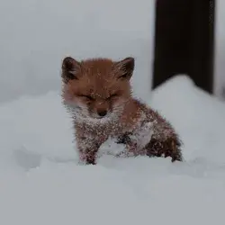 Foxes Love