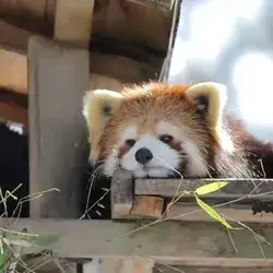 enjoy the beautiful pleasures with red panda