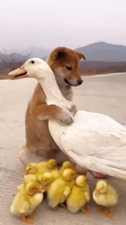 Cute and Funny Animal Videos for Endless Entertainment