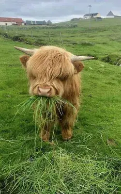 Cute little cow!